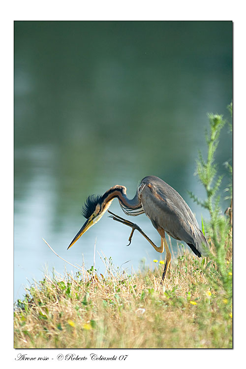 Airone rosso - Ardea purpurea